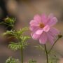 Cosmos – Sensation Mix – 4″ Pot